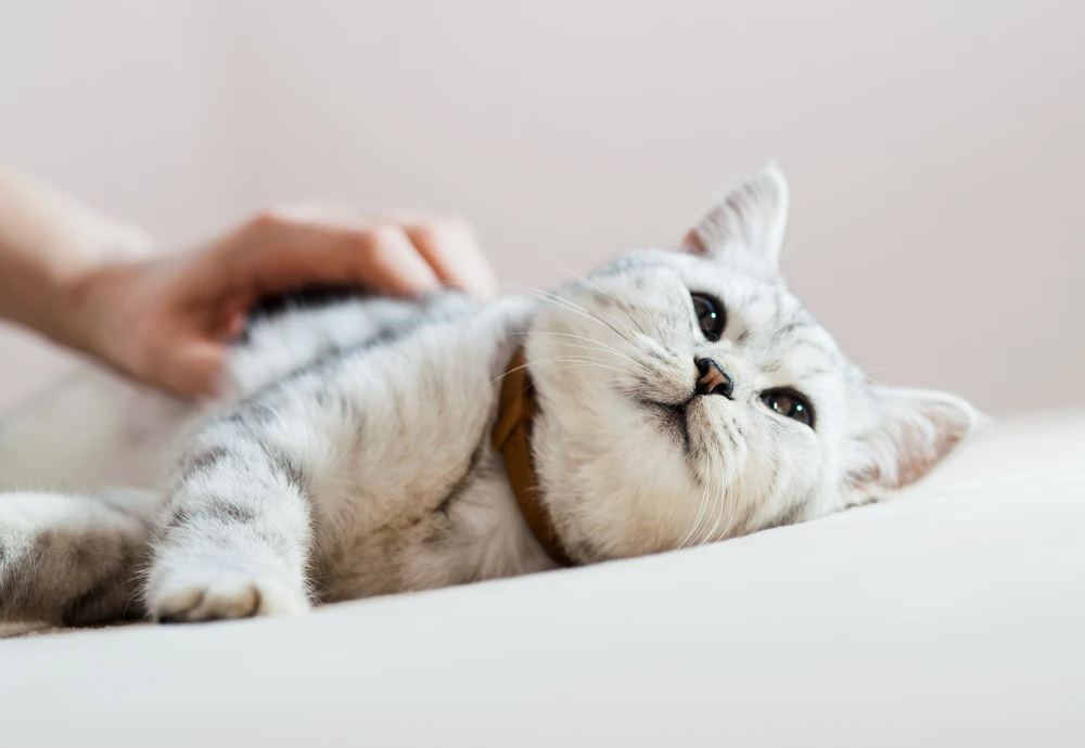 camera to watch pets while away