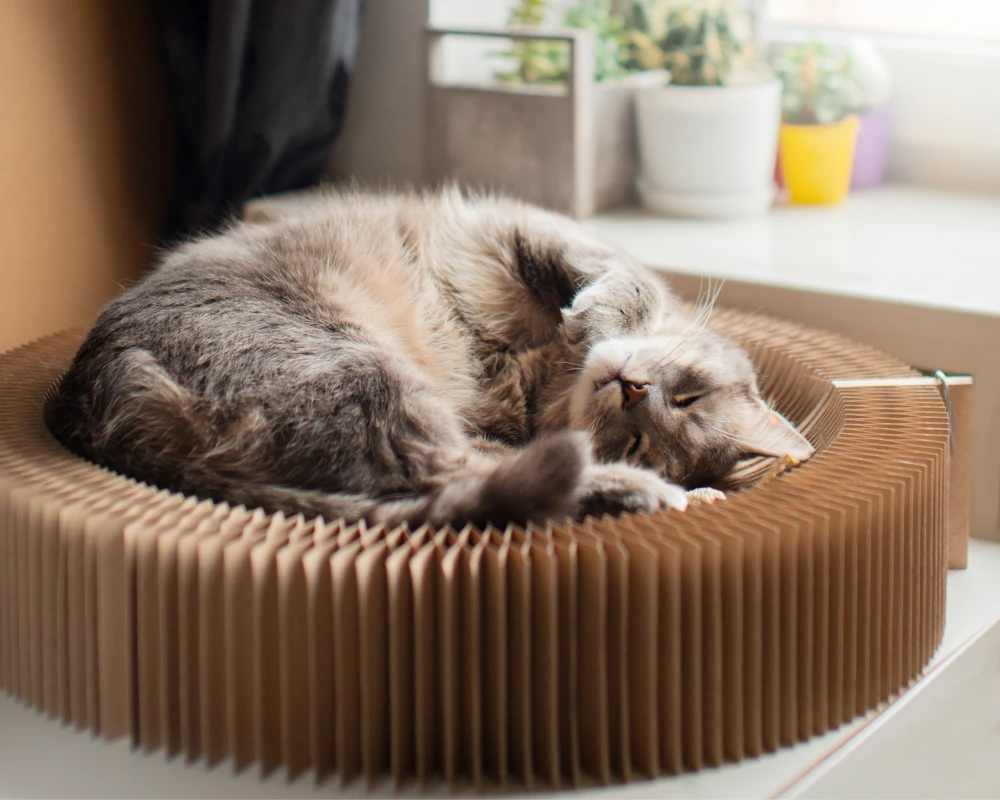 best automatic pet feeder with camera